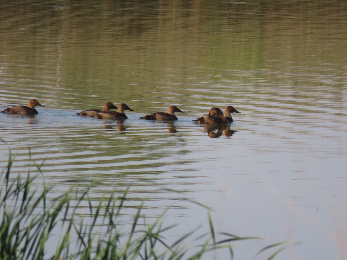 Canvasback - ML642611835