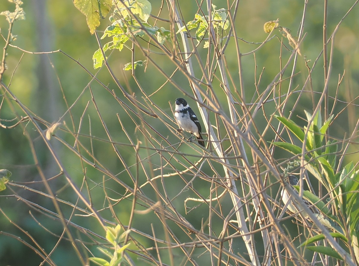 Wing-barred Seedeater (Wing-barred) - ML642611850
