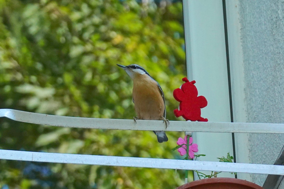 ゴジュウカラ - ML642611872