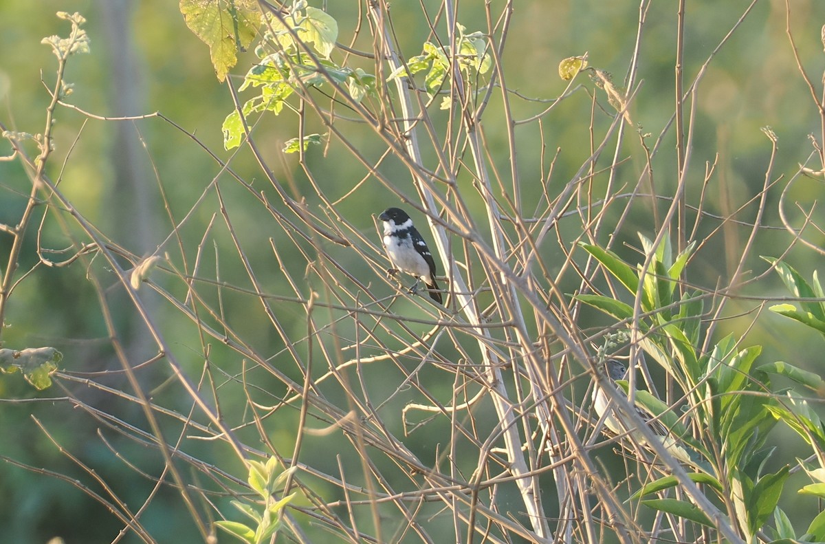 Wing-barred Seedeater (Wing-barred) - ML642611873