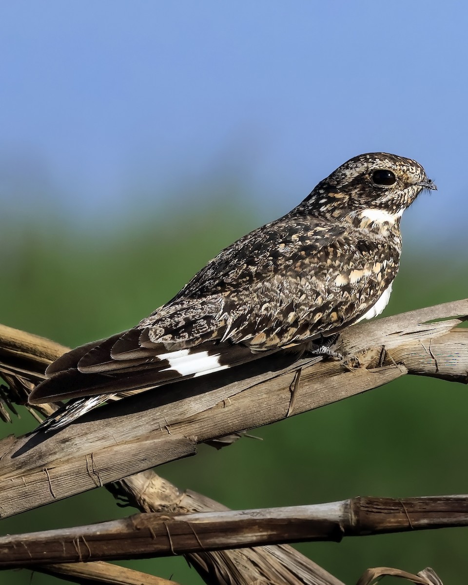 Lesser Nighthawk - ML642611875
