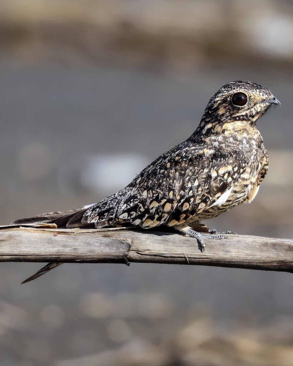 Lesser Nighthawk - ML642611876