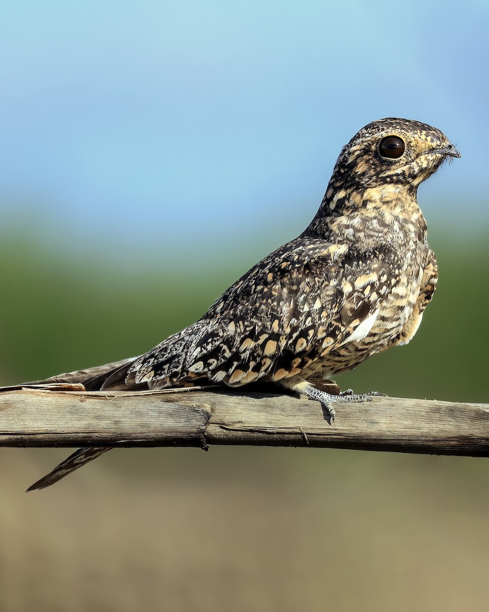 Lesser Nighthawk - ML642611877