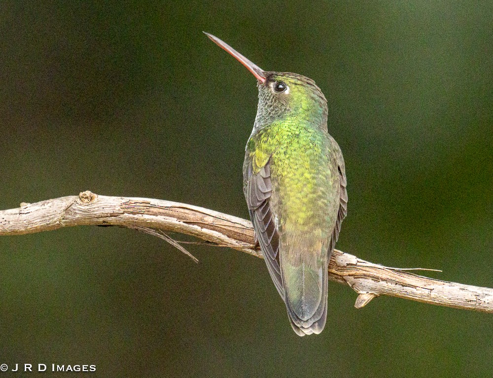 Sombre Hummingbird - ML642611878