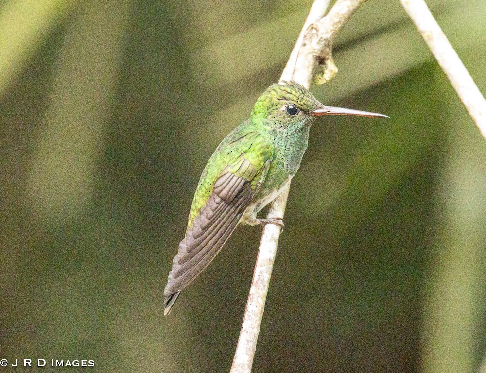 Sombre Hummingbird - ML642611879