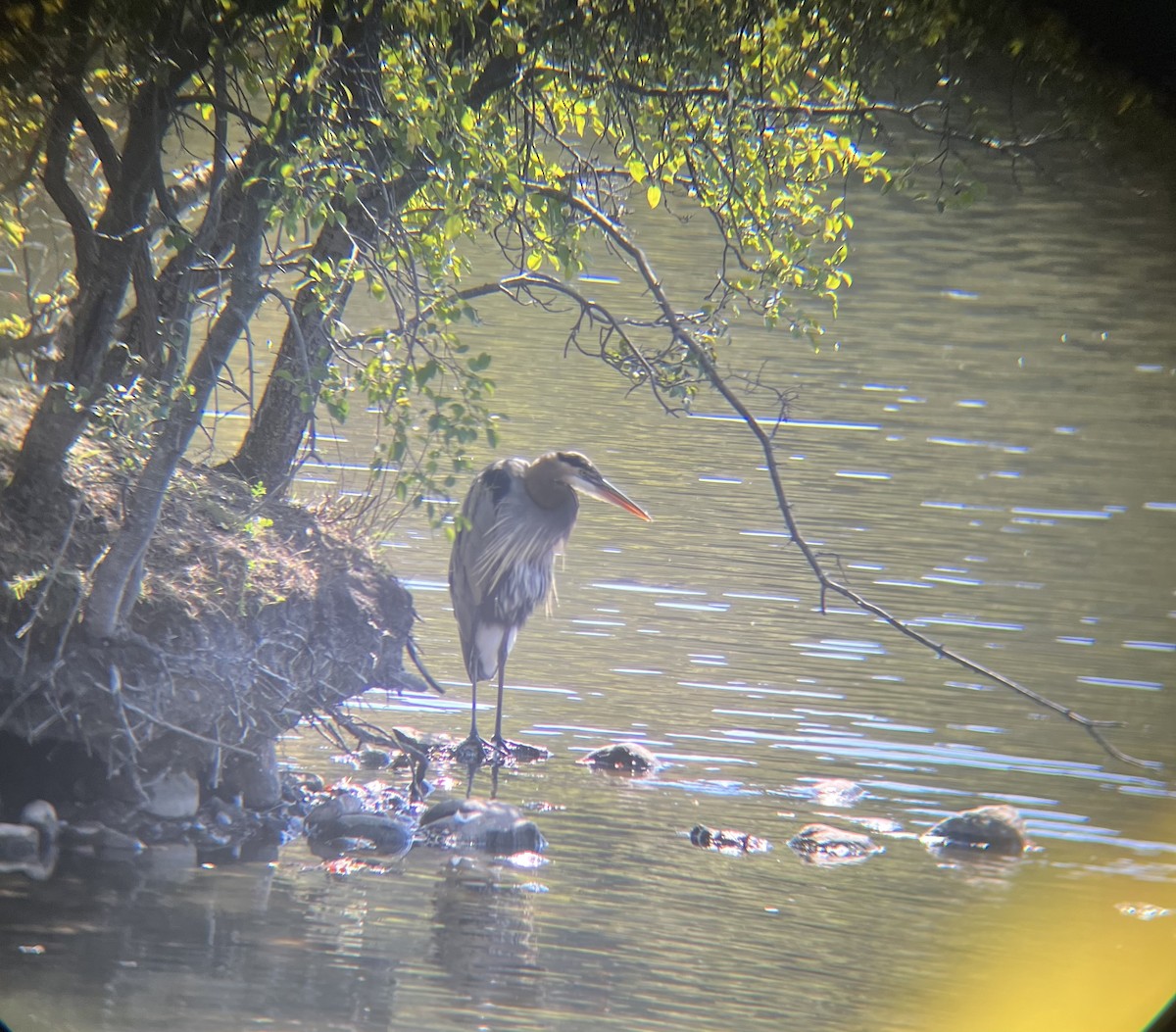 Grand Héron - ML642611894