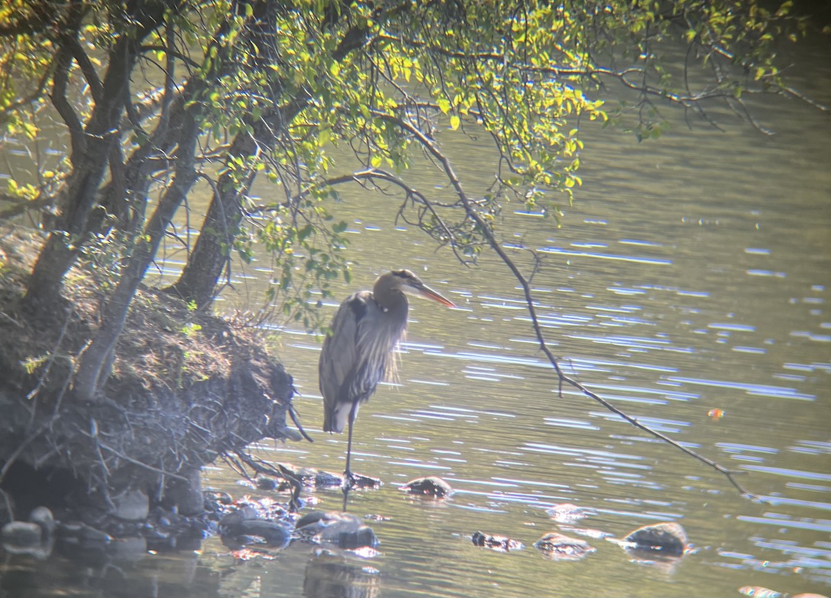 Grand Héron - ML642611895