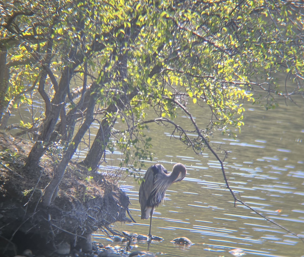 Grand Héron - ML642611896