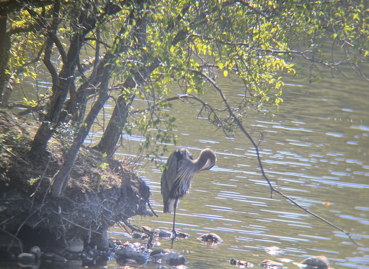 Grand Héron - ML642611897