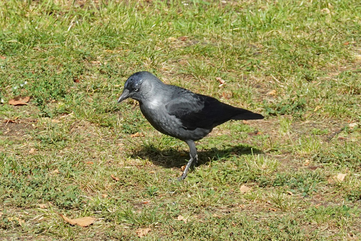 ニシコクマルガラス - ML642611900