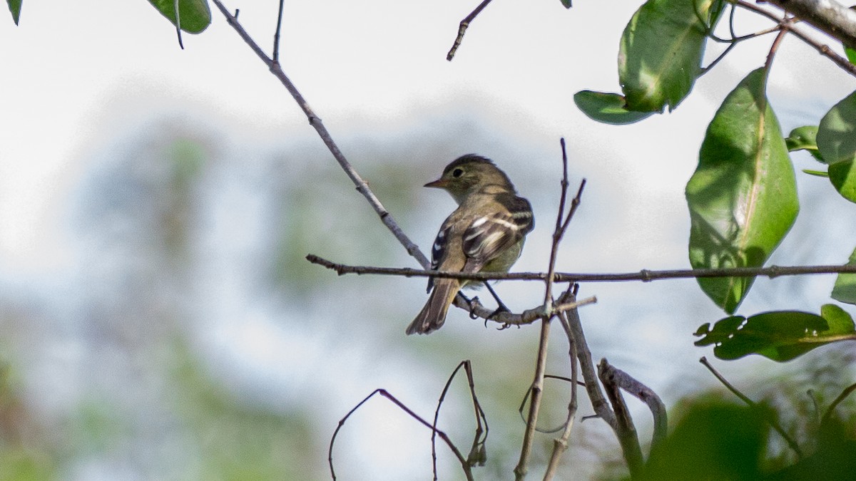 White-crested Elaenia - ML642611920