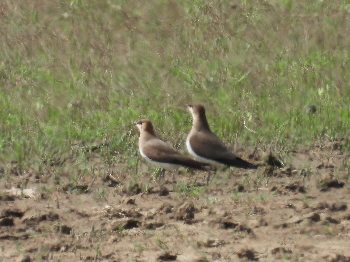 Black-winged Pratincole - ML642611936