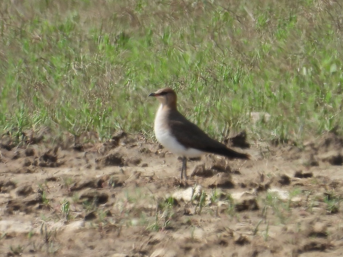 Black-winged Pratincole - ML642611939