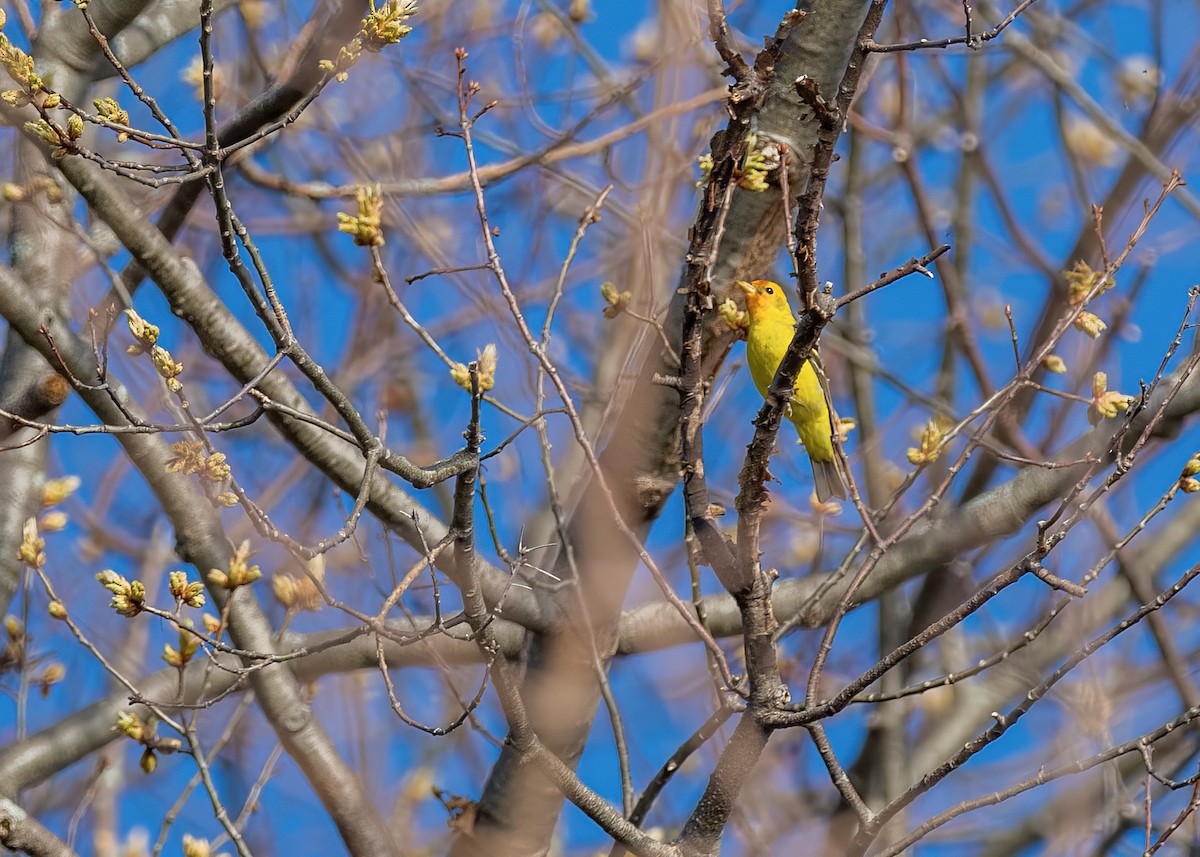 Western Tanager - ML642611958