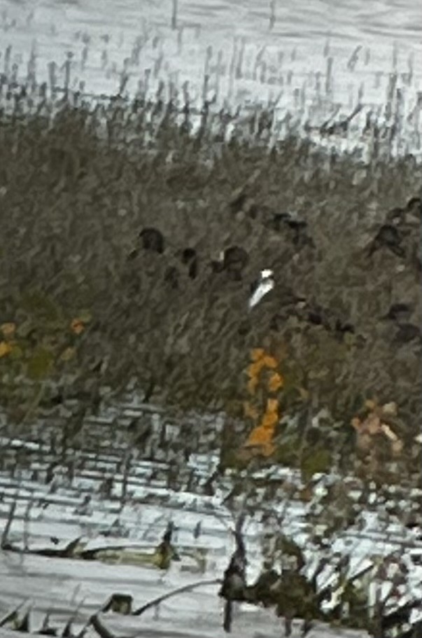 Common Tern - ML642611969