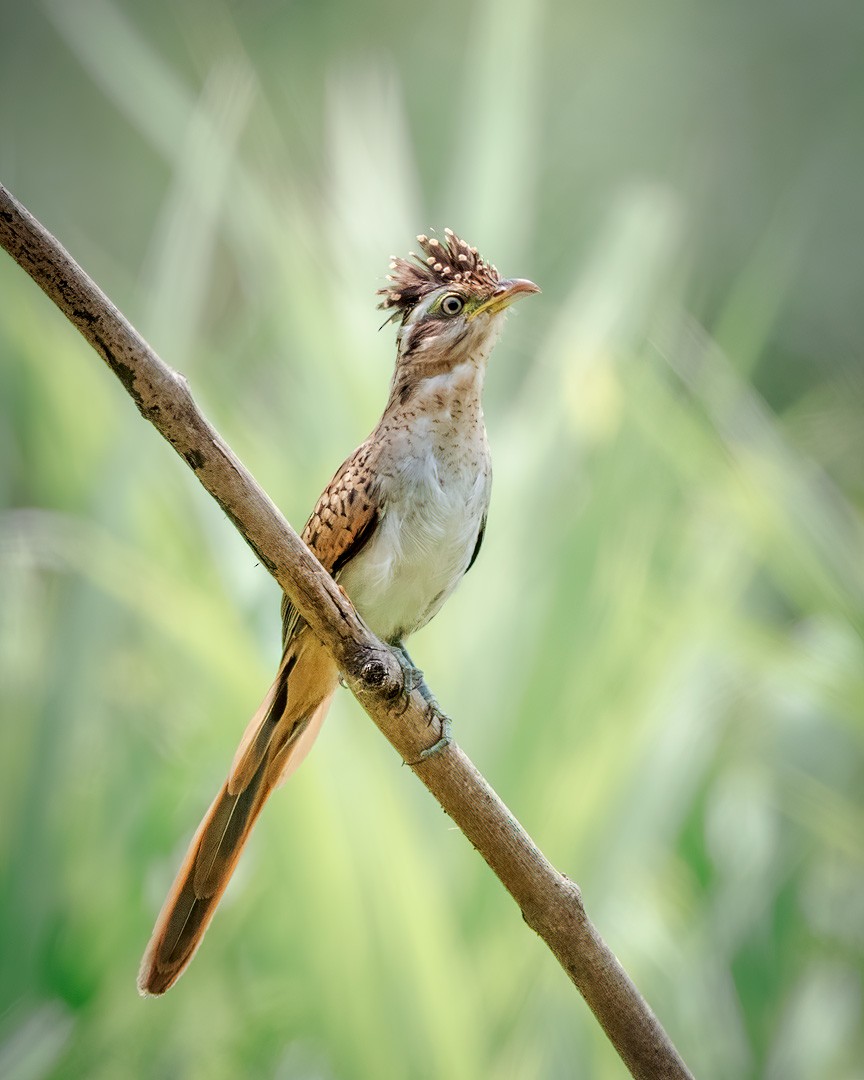 Striped Cuckoo - ML642611970