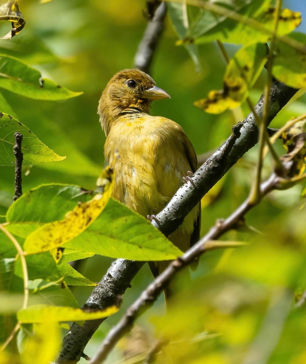 Summer Tanager - ML642611971