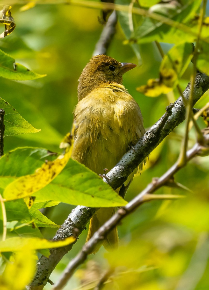 Summer Tanager - ML642611984