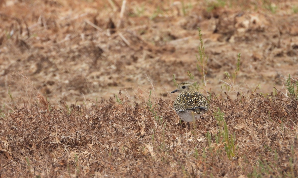 European Golden-Plover - ML642612008