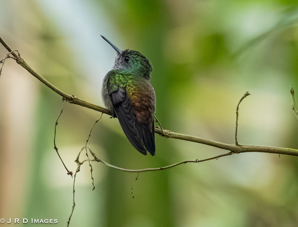 White-chinned Sapphire - ML642612009