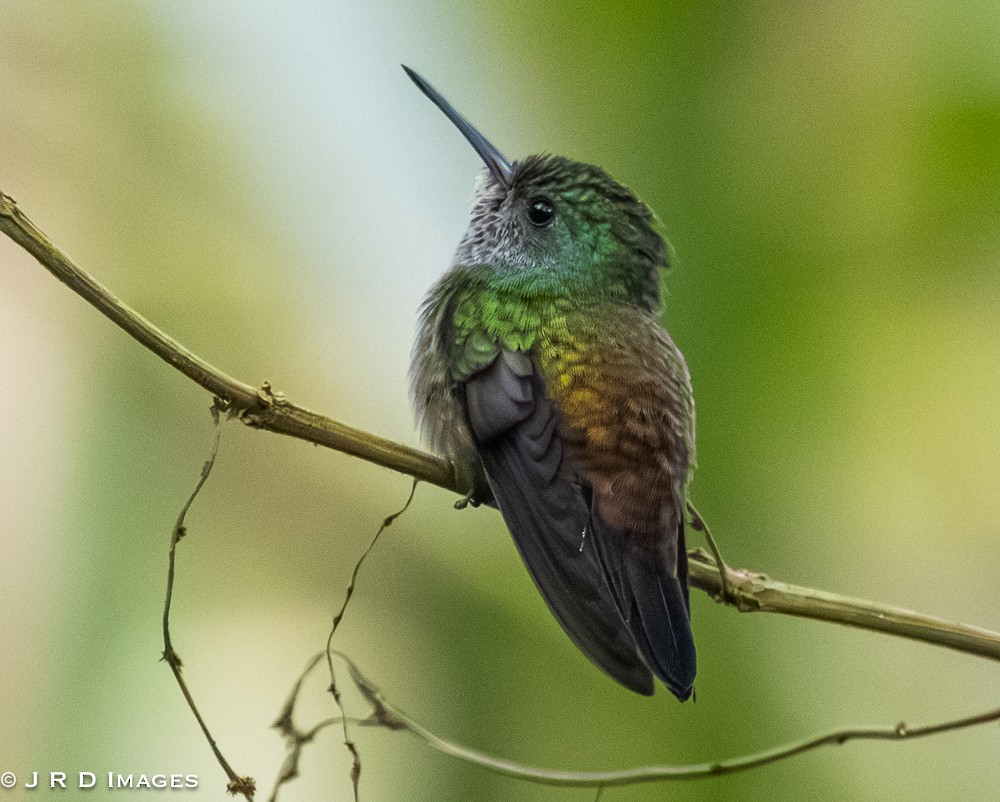 White-chinned Sapphire - ML642612010