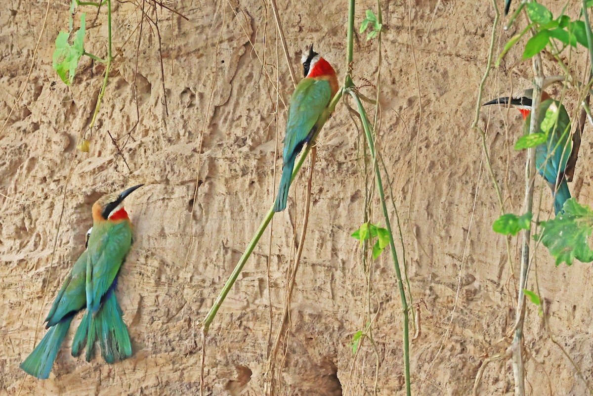 White-fronted Bee-eater - ML642612034