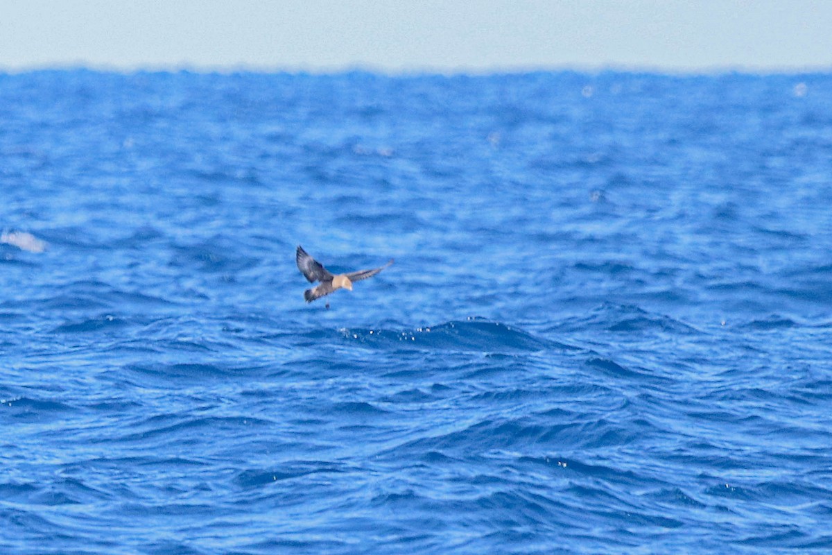 Long-tailed Jaeger - ML642612038