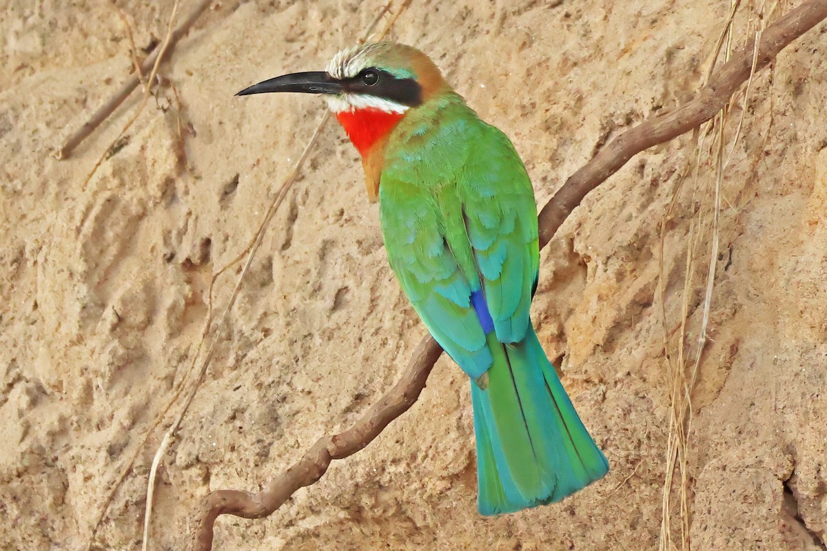 White-fronted Bee-eater - ML642612041