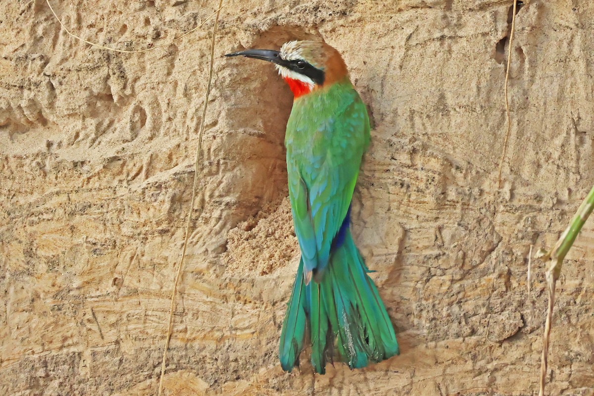 White-fronted Bee-eater - ML642612047