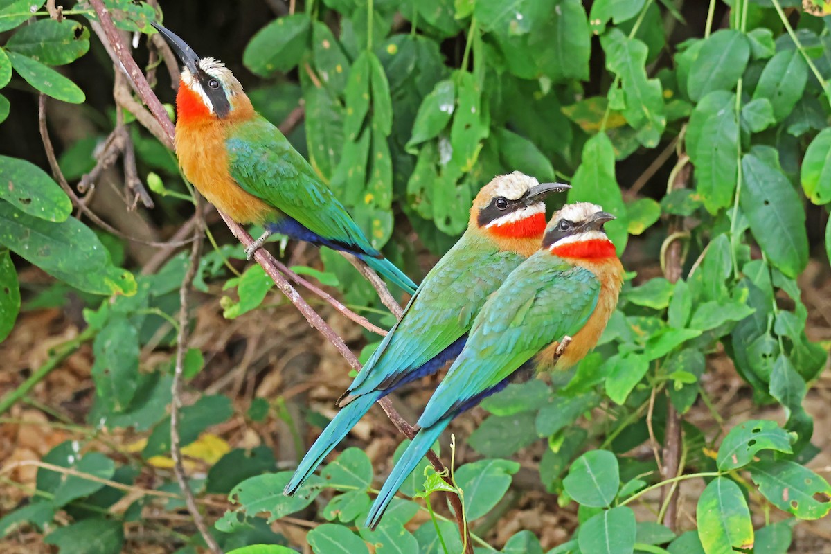 White-fronted Bee-eater - ML642612057