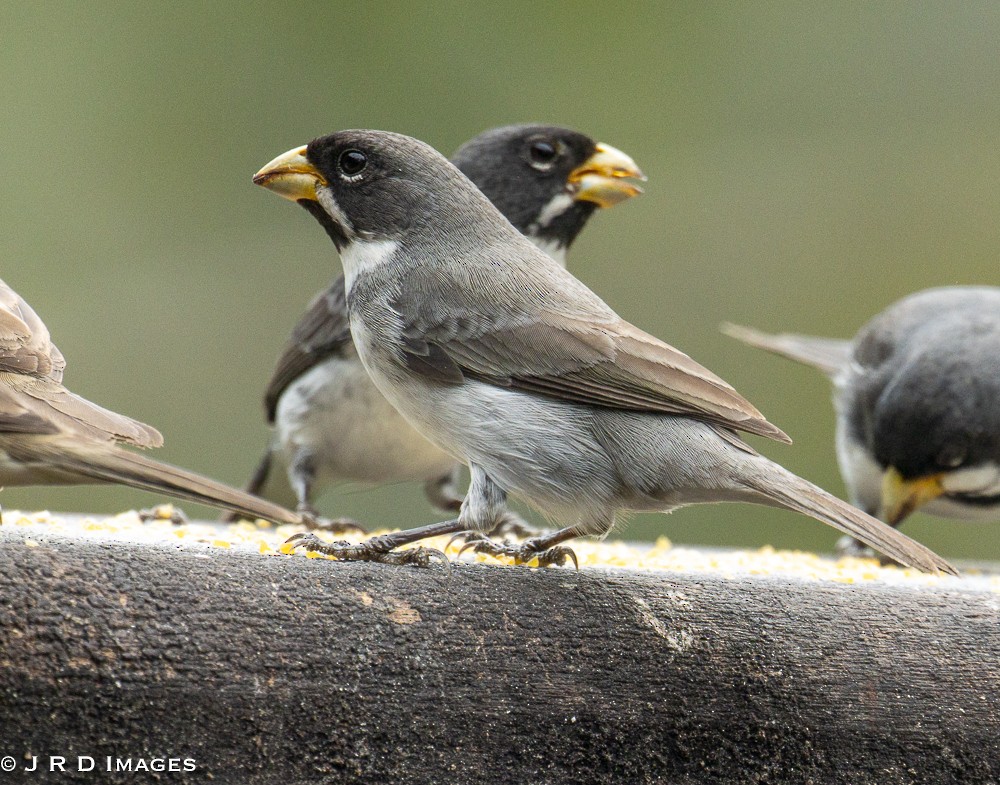 Double-collared Seedeater - ML642612081