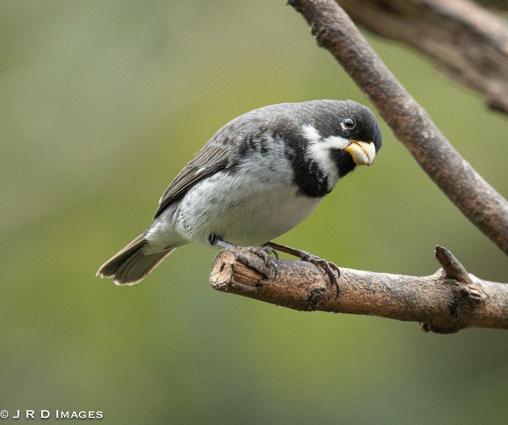 Double-collared Seedeater - ML642612082