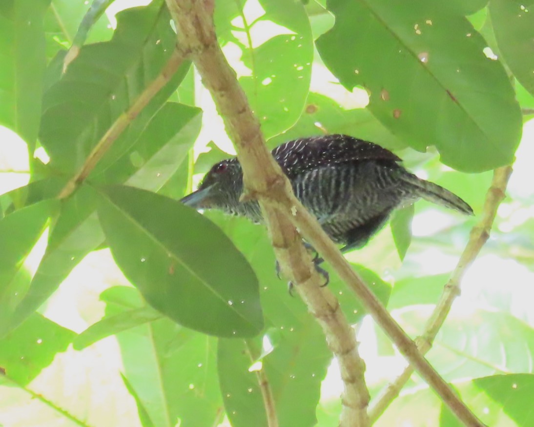 Fasciated Antshrike - ML642612097