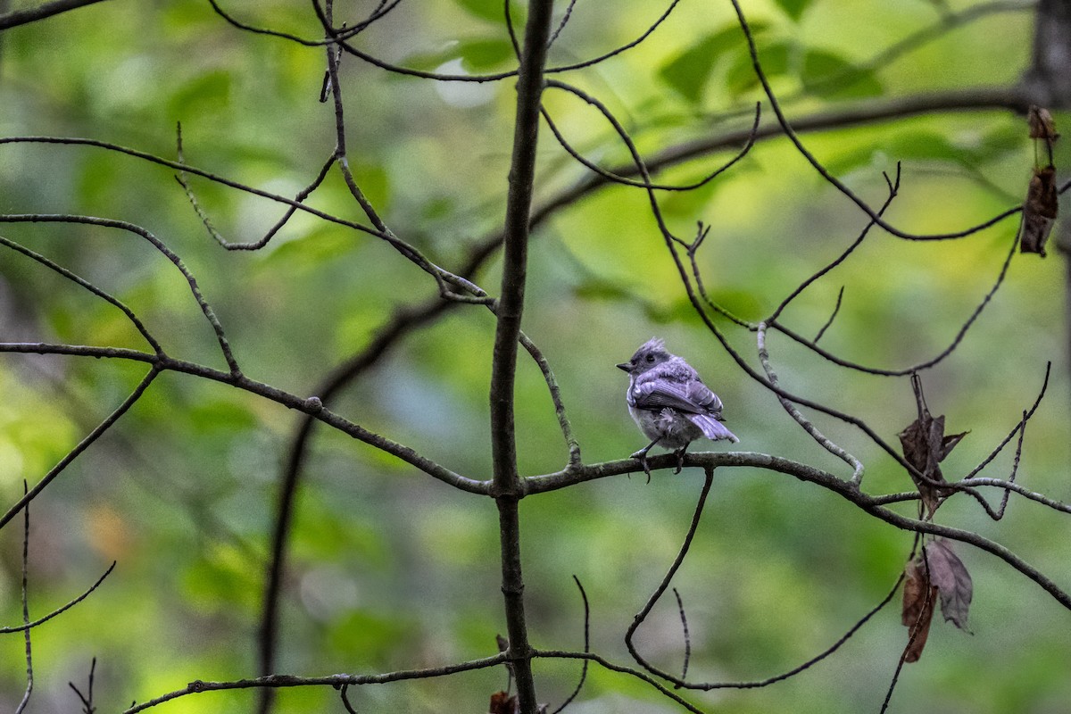 Tufted Titmouse - ML642612111