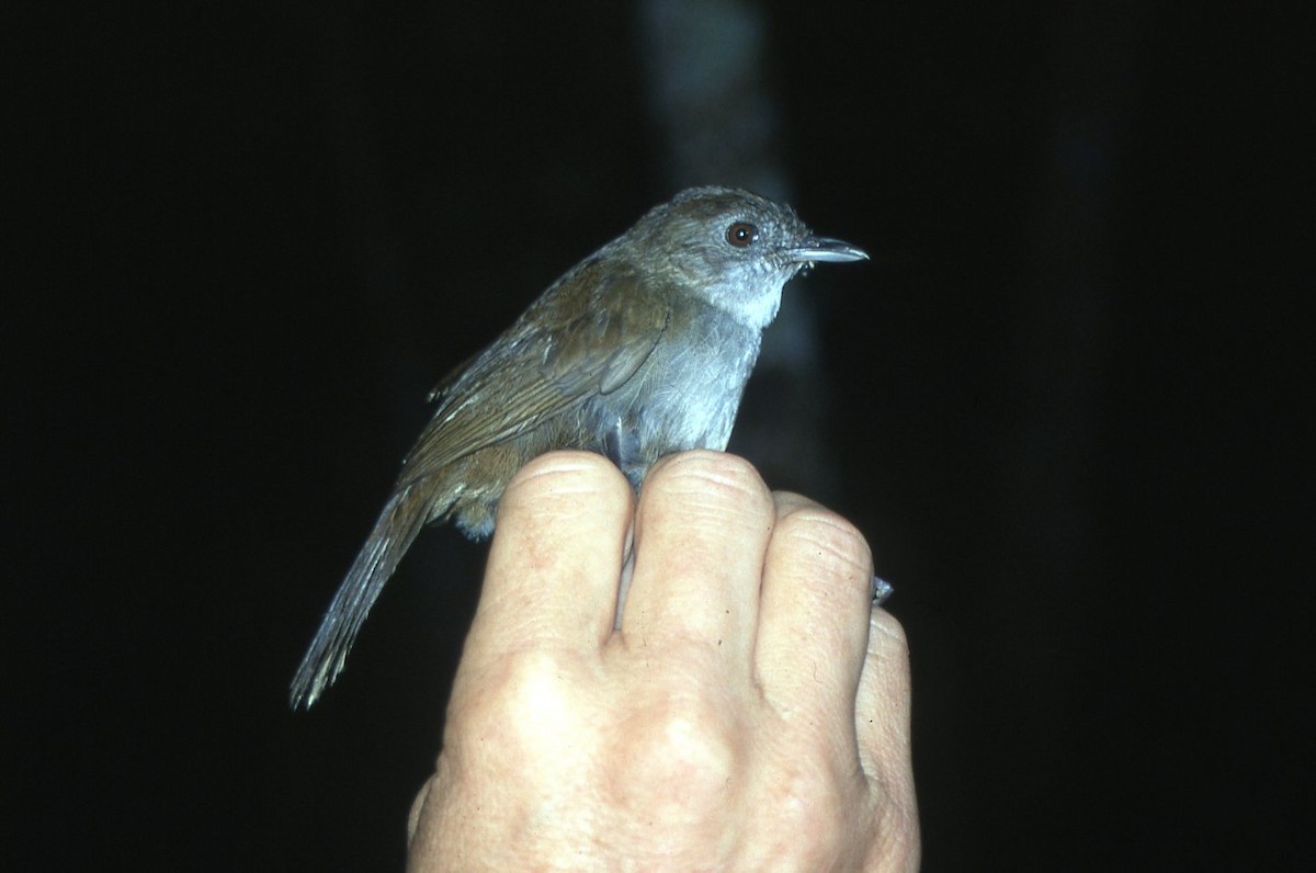 Tanzanian Illadopsis - ML642612126