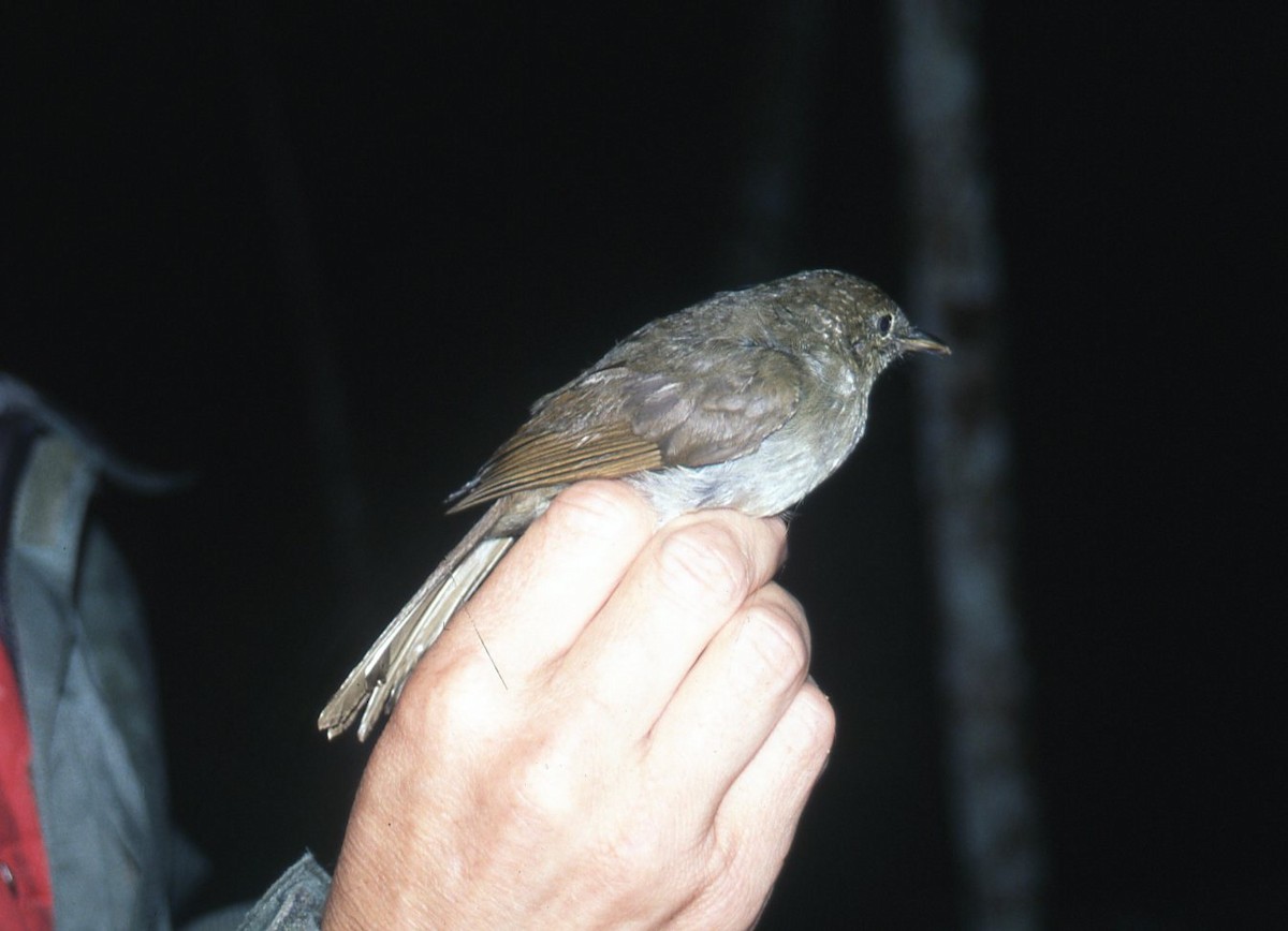 Tanzanian Illadopsis - ML642612146