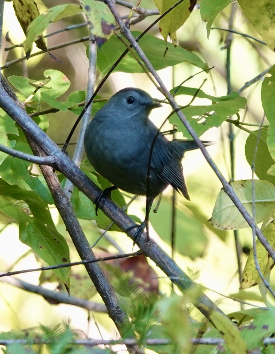 Кошачий пересмешник - ML642612154