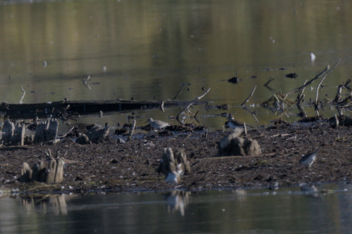Calidris, unbestimmt - ML642612164