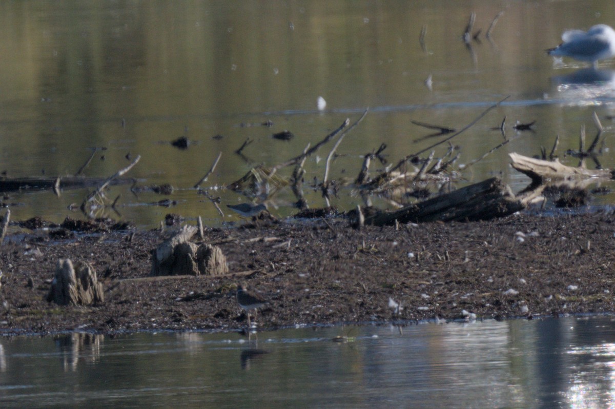 Calidris, unbestimmt - ML642612165