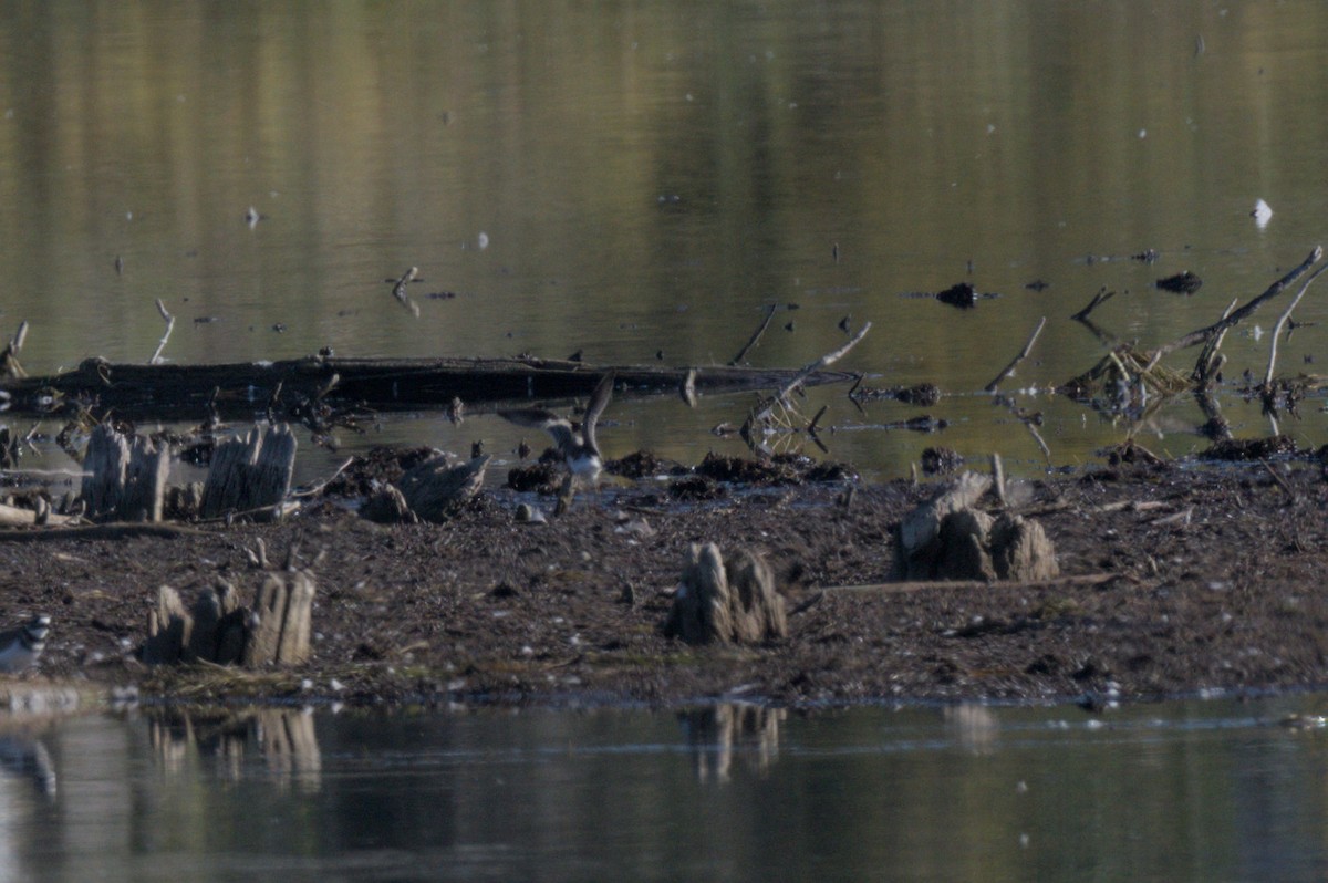 Calidris, unbestimmt - ML642612166