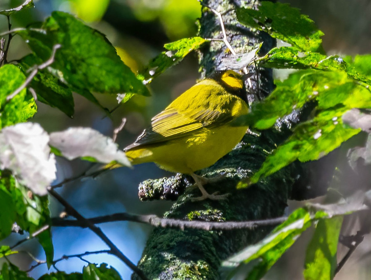 Hooded Warbler - ML642612180