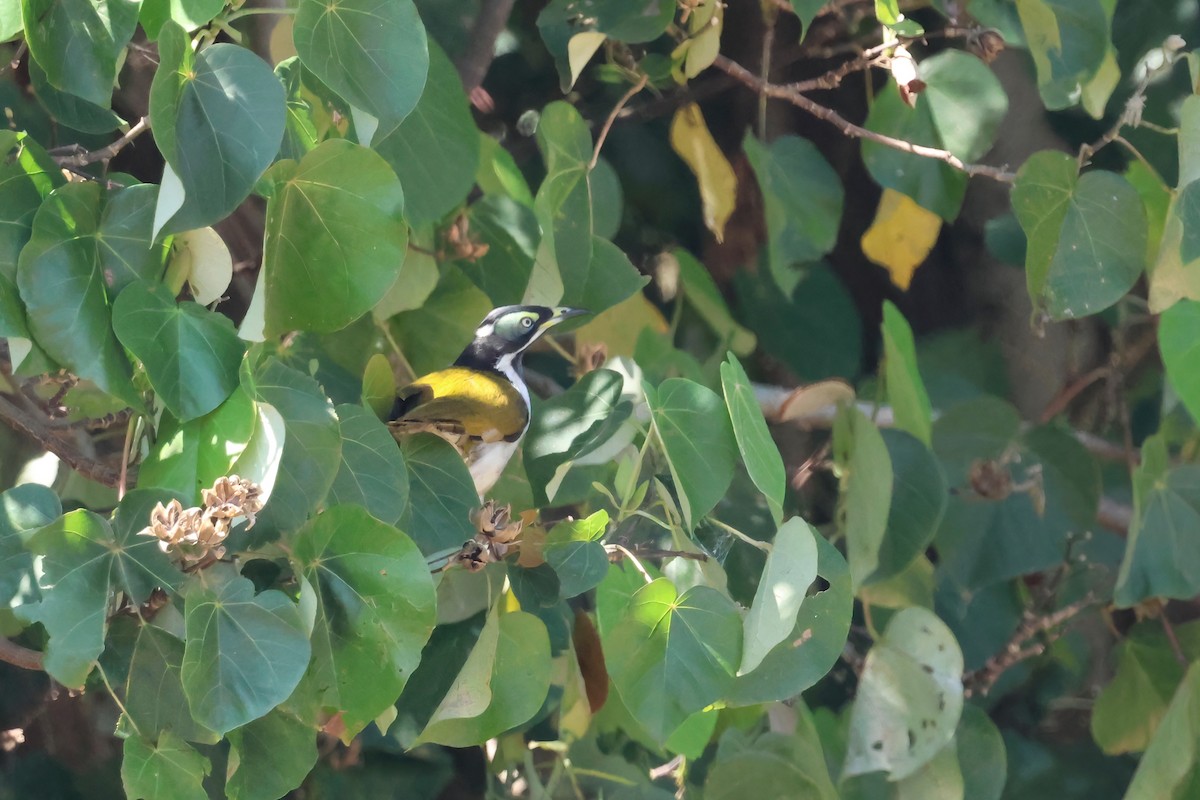 Blue-faced Honeyeater - ML642612186