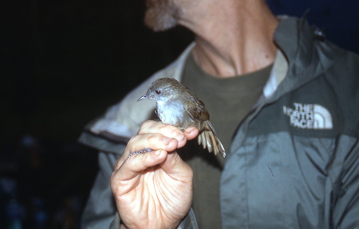 Tanzanian Illadopsis - ML642612189