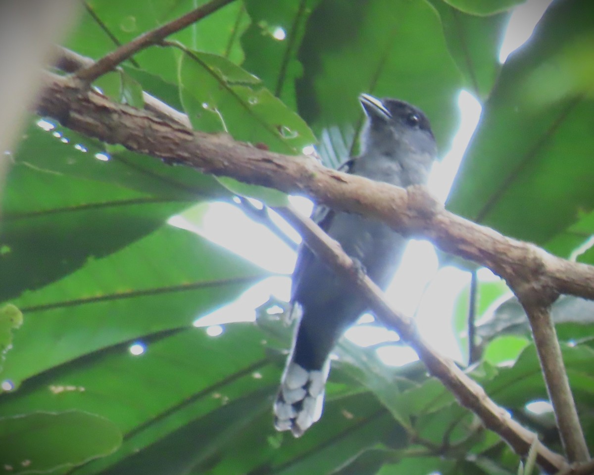 White-winged Becard - ML642612209