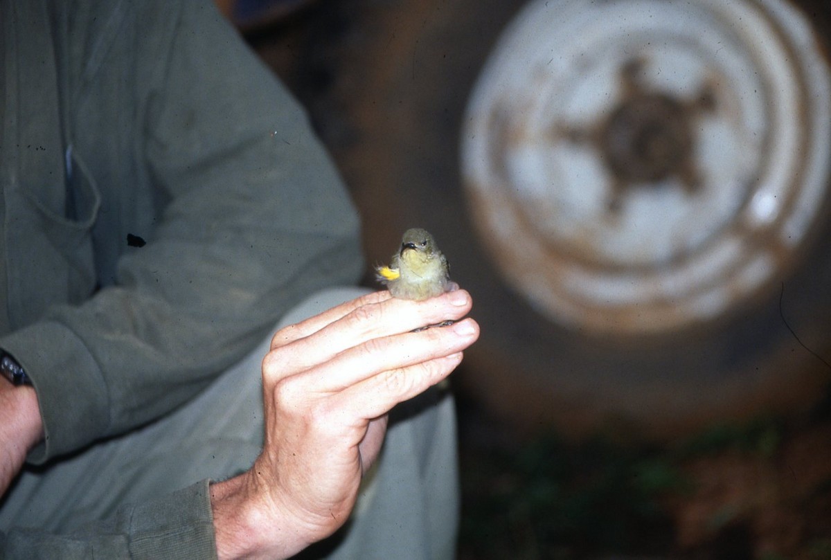 Olive Sunbird - ML642612213