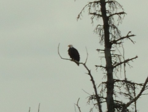 Bald Eagle - ML642612217
