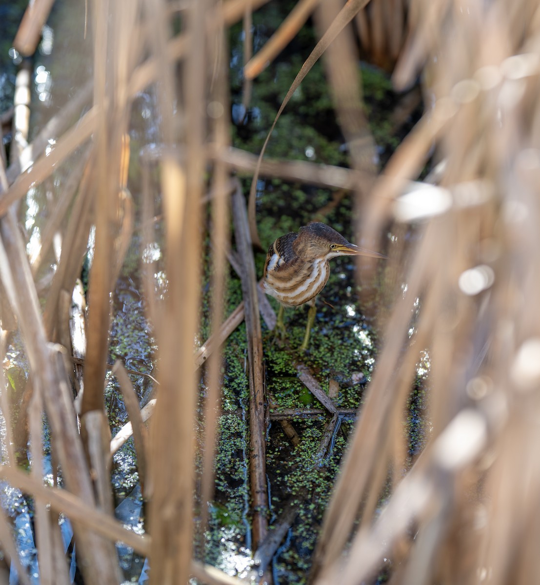 Least Bittern - ML642612222