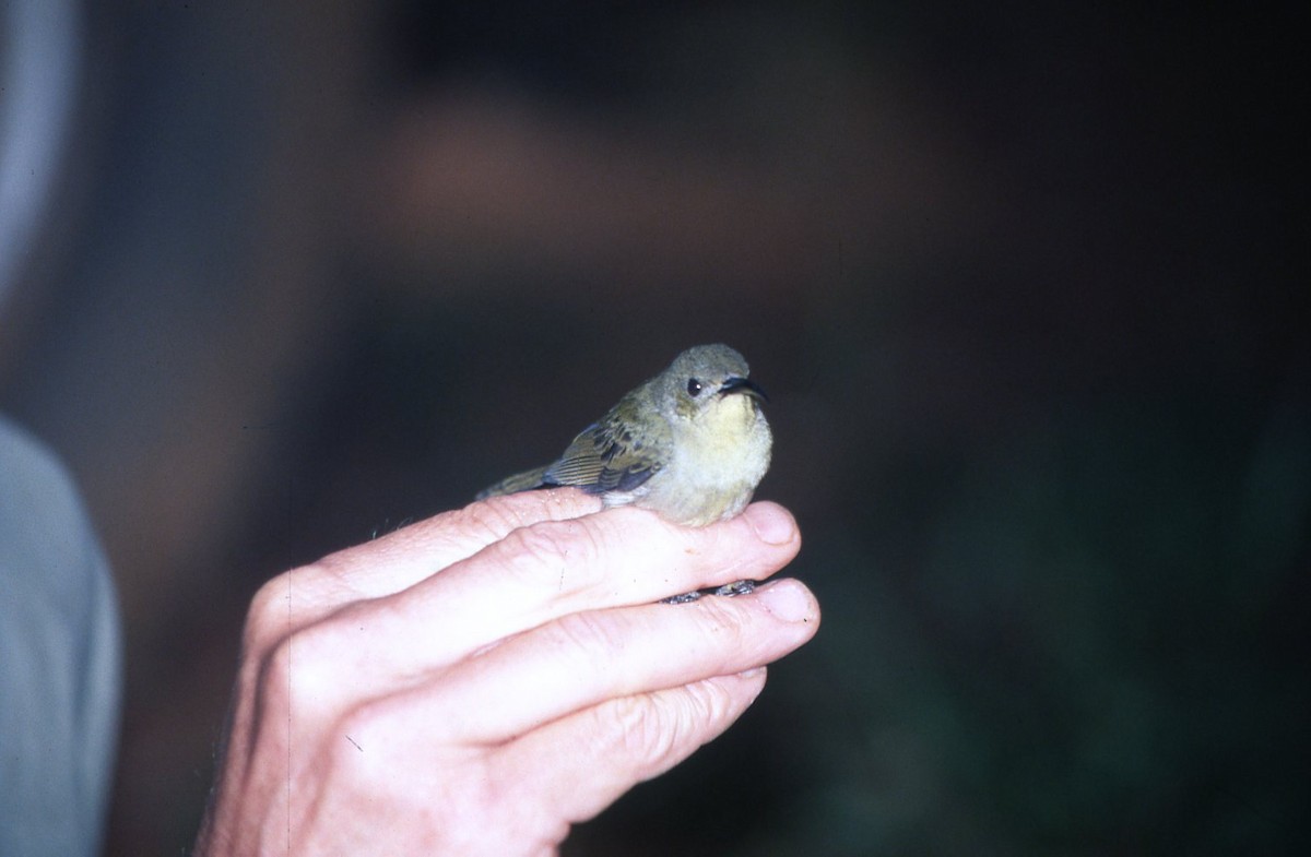 Olive Sunbird - ML642612226