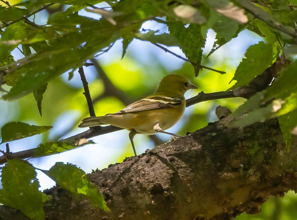 Bay-breasted Warbler - ML642612237