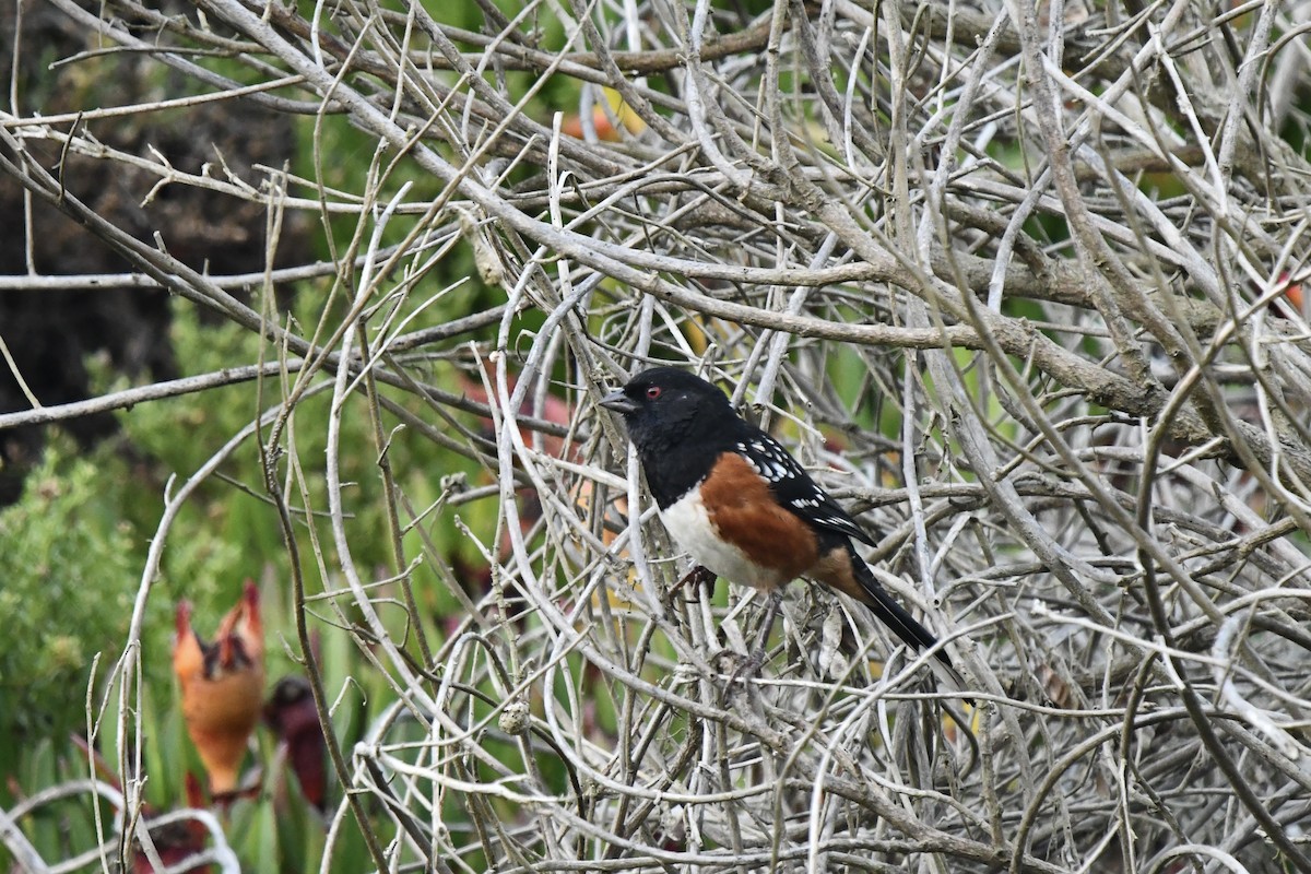 Spotted Towhee - ML642612256